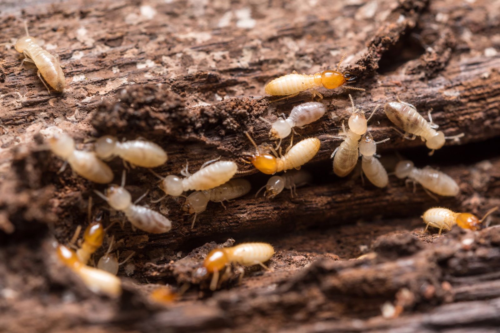 diagnostic termites